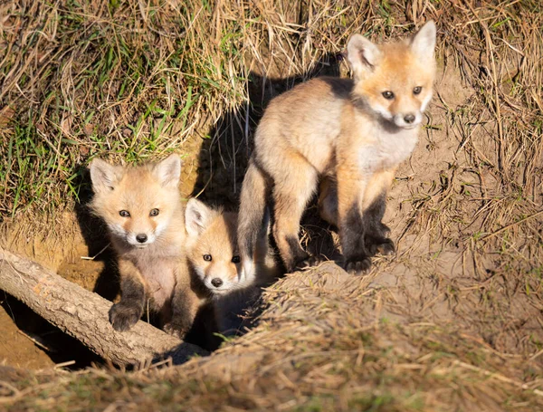 Red Fox Kits Wild — Stock Photo, Image