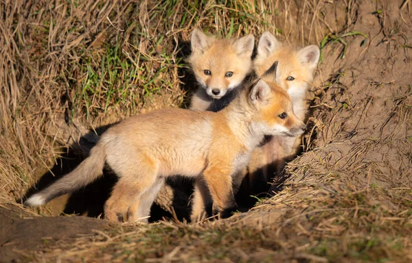 Vahşi Doğada Kızıl Tilki Yavruları — Stok fotoğraf