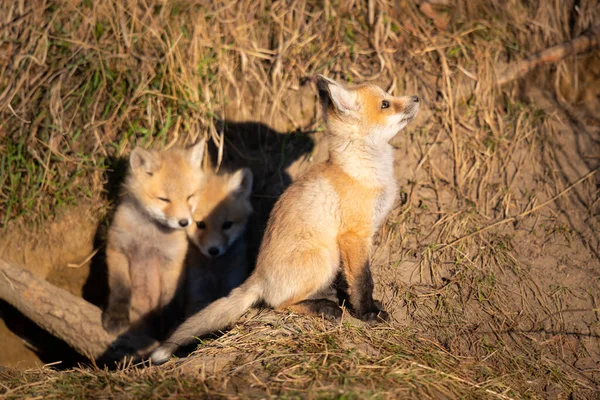 Rode Vos Kits Het Wild — Stockfoto