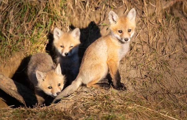 Kits Raposa Vermelha Natureza — Fotografia de Stock