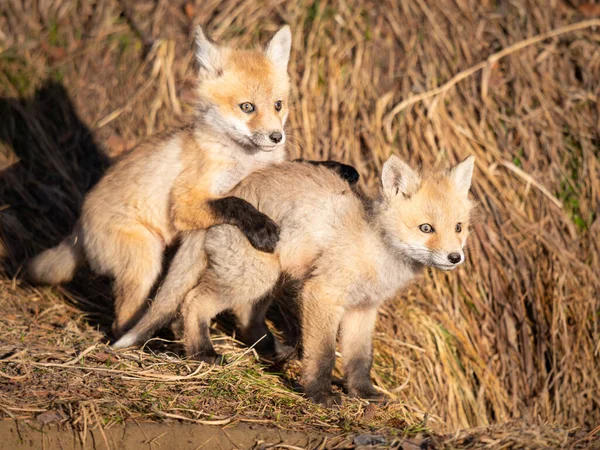 Vahşi Doğada Kızıl Tilki Yavruları — Stok fotoğraf