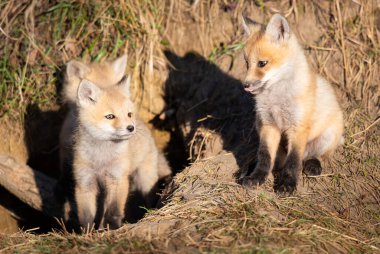 Vahşi doğada kızıl tilki yavruları