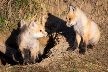 Vahşi doğada kızıl tilki yavruları