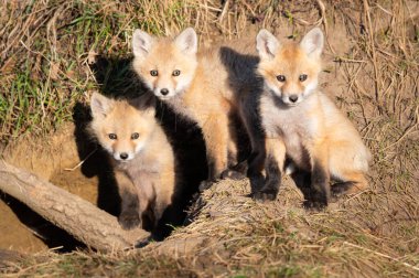 Vahşi doğada kızıl tilki yavruları