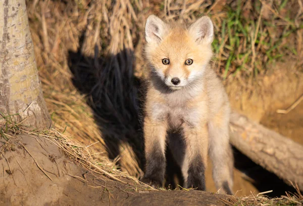 Rojo Zorro Kits Naturaleza — Foto de Stock