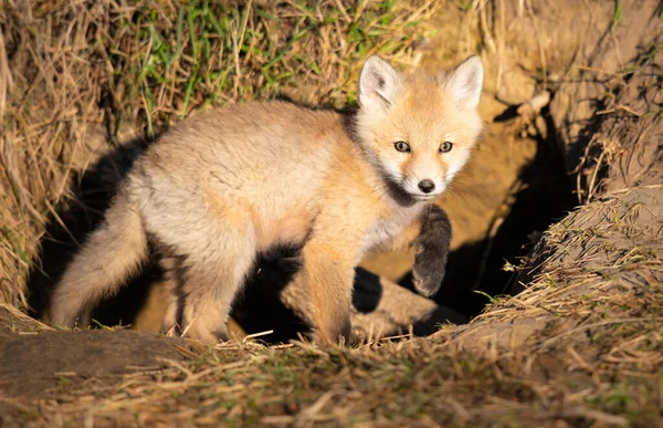 Kits Raposa Vermelha Natureza — Fotografia de Stock