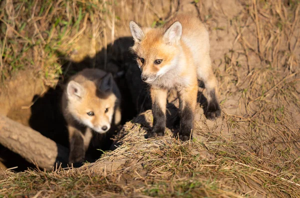 Rode Vos Kits Het Wild — Stockfoto