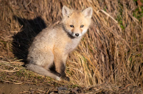 Kits Renard Roux Dans Nature — Photo