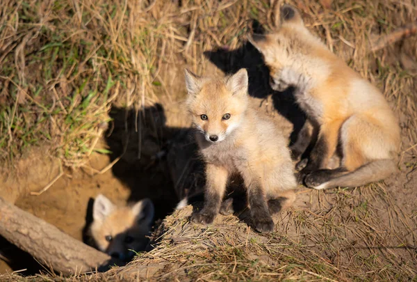 Rode Vos Kits Het Wild — Stockfoto