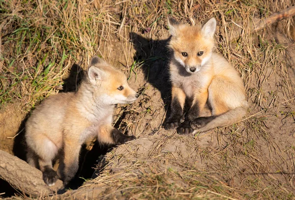 Rode Vos Kits Het Wild — Stockfoto