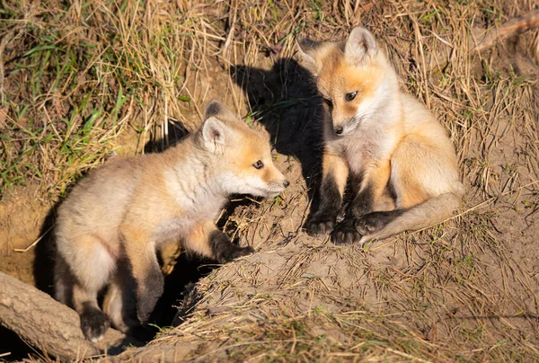 Rode Vos Kits Het Wild — Stockfoto