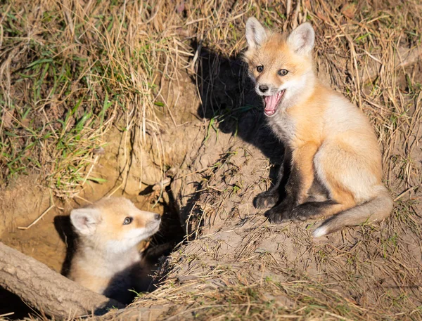 Rode Vos Kits Het Wild — Stockfoto