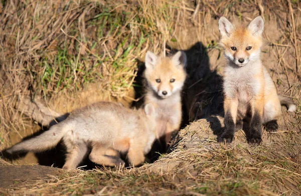 Rode Vos Kits Het Wild — Stockfoto