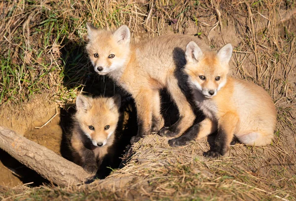 Kits Raposa Vermelha Natureza — Fotografia de Stock