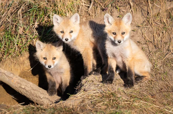 Rode Vos Kits Het Wild — Stockfoto