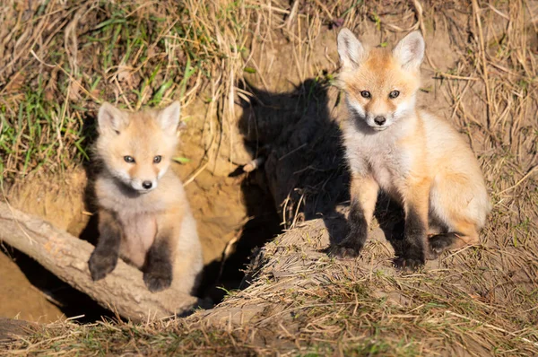 Rojo Zorro Kits Naturaleza — Foto de Stock