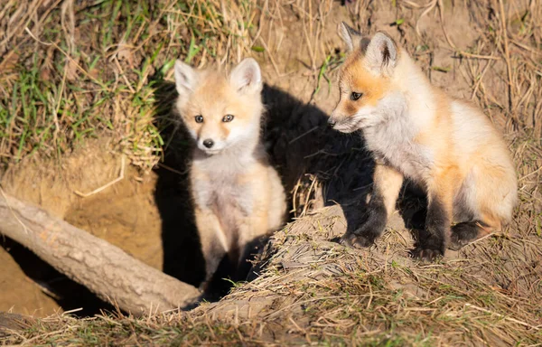 Rode Vos Kits Het Wild — Stockfoto