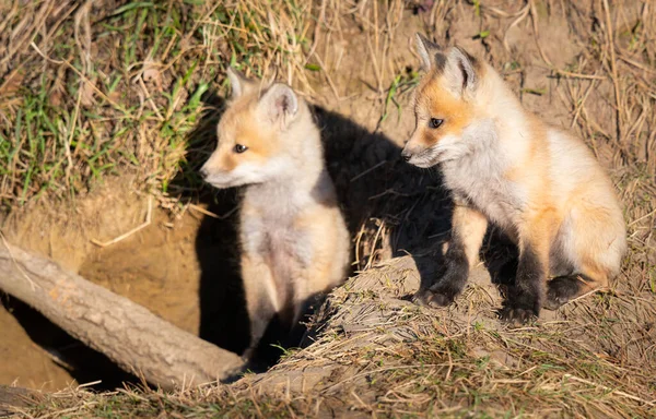 Rode Vos Kits Het Wild — Stockfoto