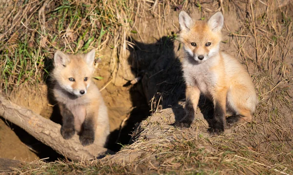 Rode Vos Kits Het Wild — Stockfoto