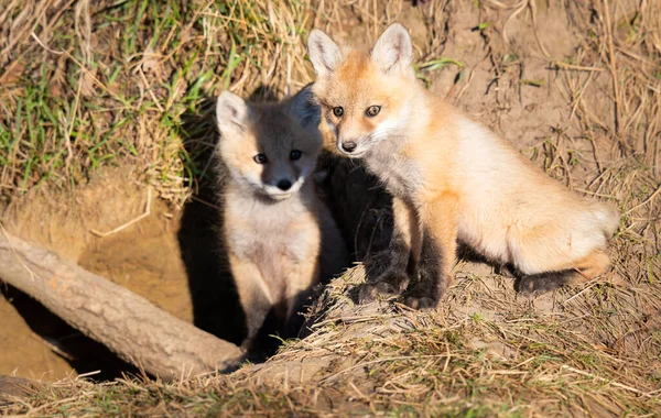 Rode Vos Kits Het Wild — Stockfoto