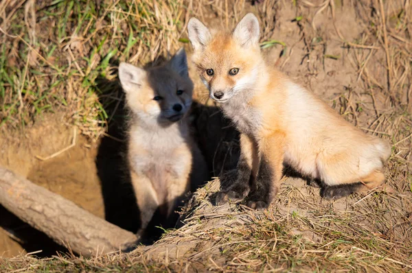 Rojo Zorro Kits Naturaleza —  Fotos de Stock