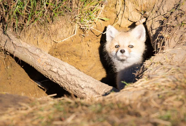 Rojo Zorro Kits Naturaleza — Foto de Stock