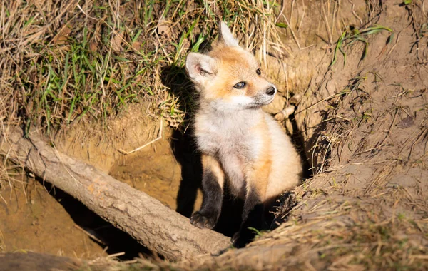 Röd Räv Naturen — Stockfoto