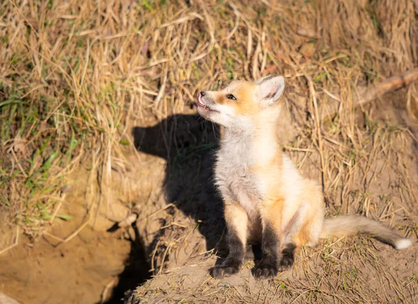 Red Fox Kits Wild — Stock Photo, Image