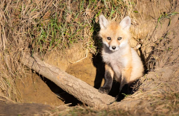 Kits Renard Roux Dans Nature — Photo