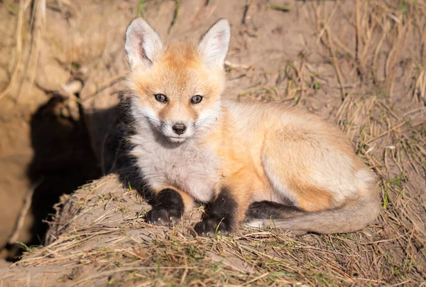 Rojo Zorro Kits Naturaleza — Foto de Stock