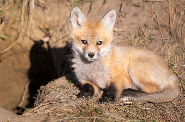 Kits Renard Roux Dans Nature — Photo