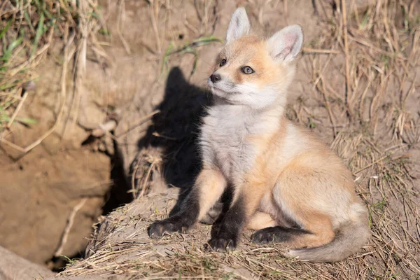 Rojo Zorro Kits Naturaleza — Foto de Stock