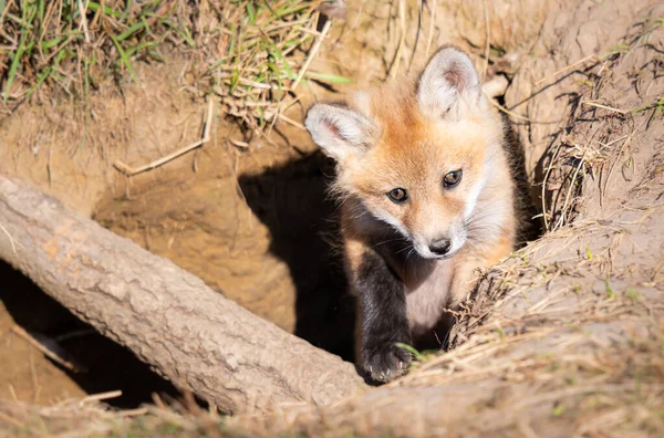 Kits Renard Roux Dans Nature — Photo