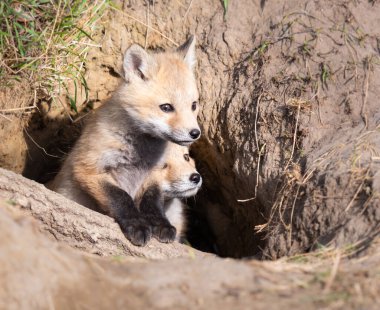 Vahşi doğada kızıl tilki yavruları