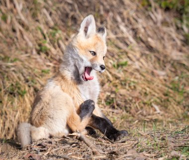 Vahşi doğada kızıl tilki yavruları