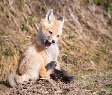 Vahşi doğada kızıl tilki yavruları