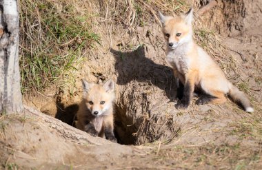 Vahşi doğada kızıl tilki yavruları