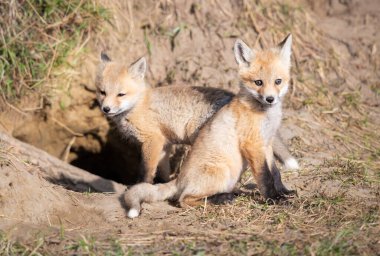 Vahşi doğada kızıl tilki yavruları