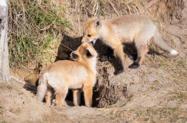 Vahşi doğada kızıl tilki yavruları