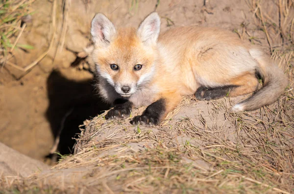 Rojo Zorro Kits Naturaleza — Foto de Stock