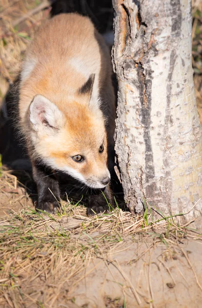 Kits Renard Roux Dans Nature — Photo