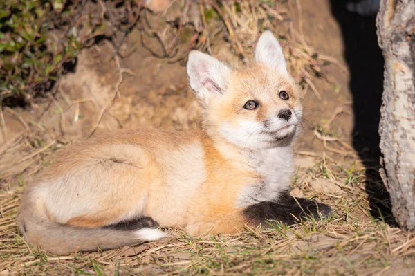 Kits Renard Roux Dans Nature — Photo