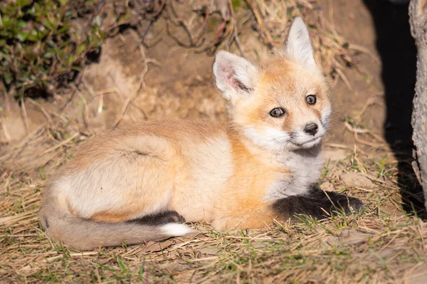 Rotfuchs Kits Freier Wildbahn — Stockfoto