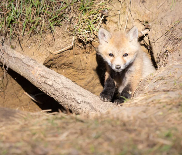 Rojo Zorro Kits Naturaleza — Foto de Stock