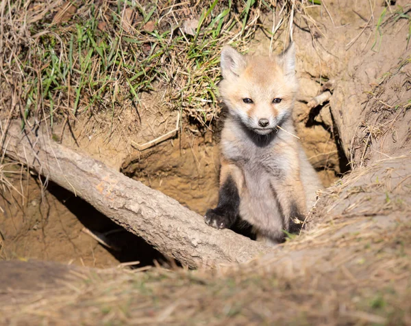 Röd Räv Naturen — Stockfoto