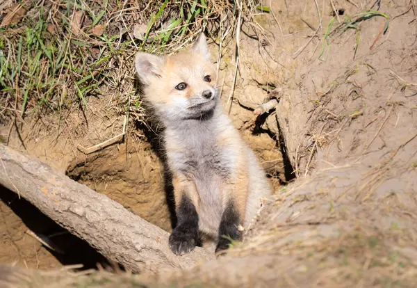 Kits Renard Roux Dans Nature — Photo