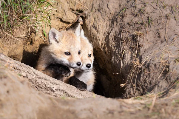 Kits Renard Roux Dans Nature — Photo