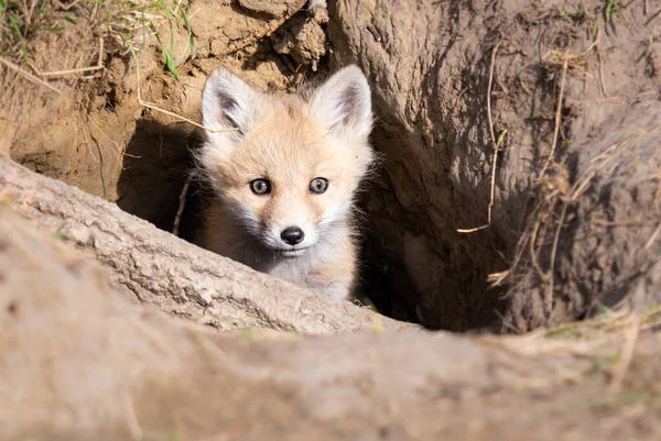 Kits Renard Roux Dans Nature — Photo