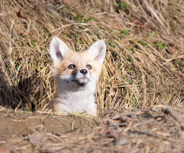 Kits Renard Roux Dans Nature — Photo