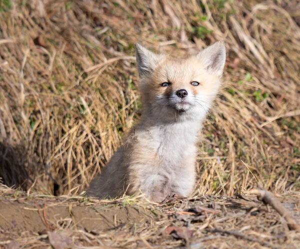 Kits Renard Roux Dans Nature — Photo